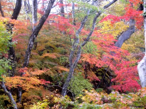 Momiji