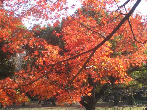 Momiji2