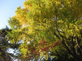 Icho1
