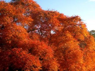 Momiji