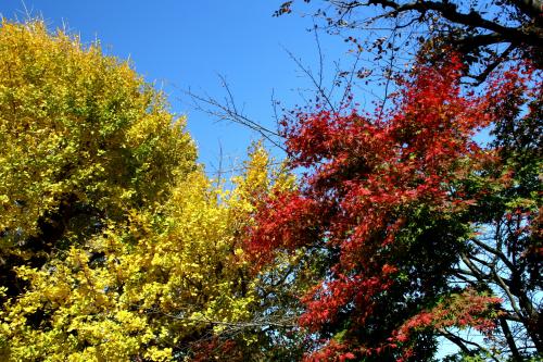 Momiji2